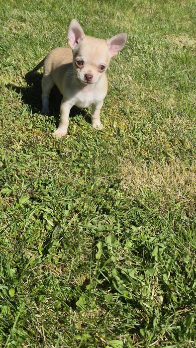 Piesek  chihuahua gotowy do odbioru