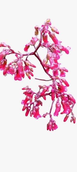 Suculenta Kalanchoe pendente – Bryophyllum manginii em vaso