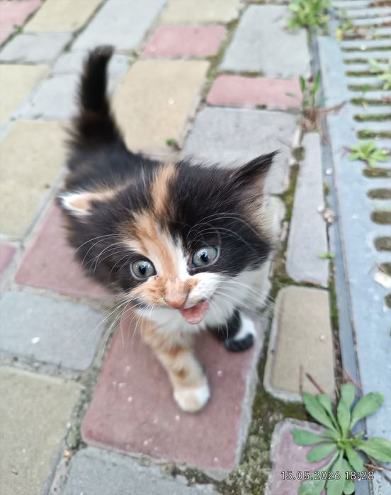 Кицюня кошенятко