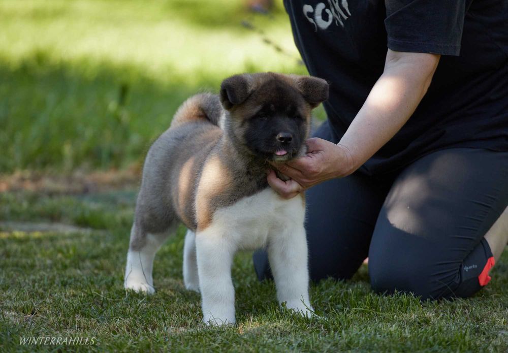 Видатні крові! Цуценята Американська Акіта КСУ / Акита Американская
