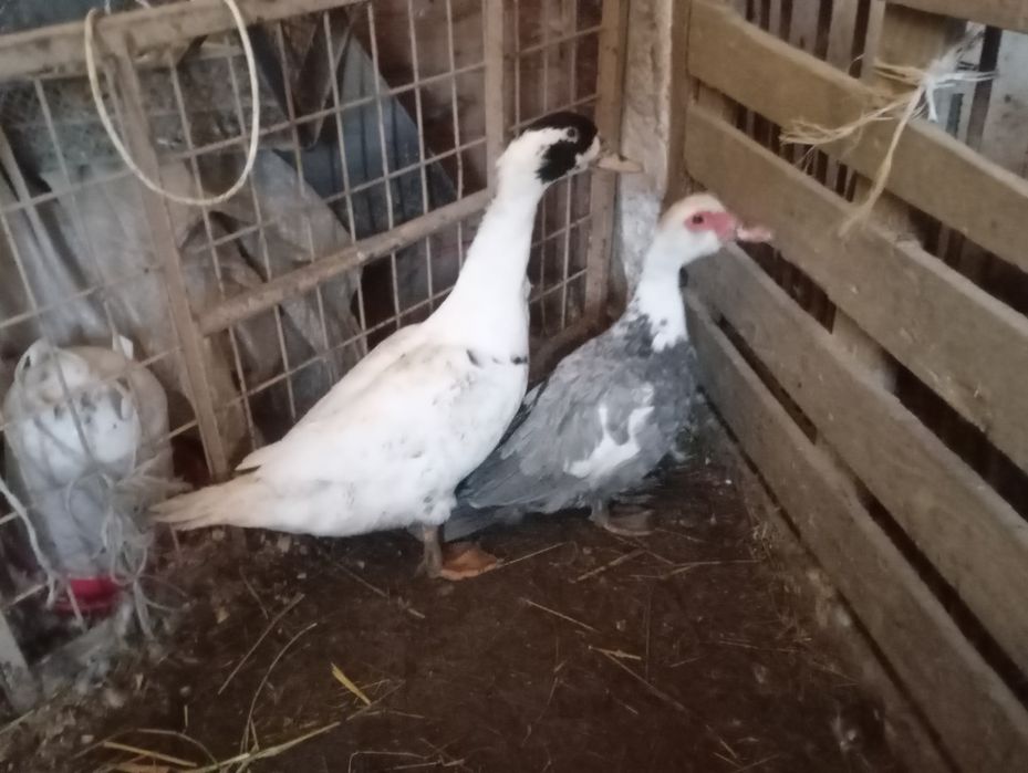 Kaczki francuskie staropolskie pekiny