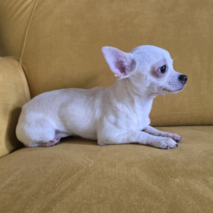 Chihuahua  suczka beżowa komplet szczepień