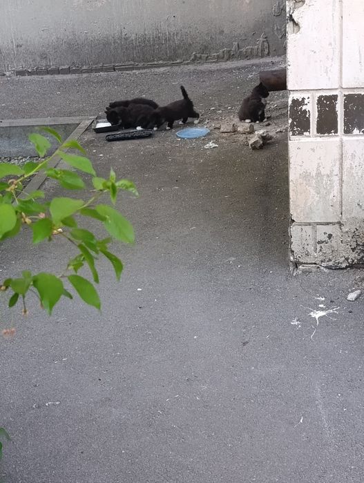 Отдаём бесплатно