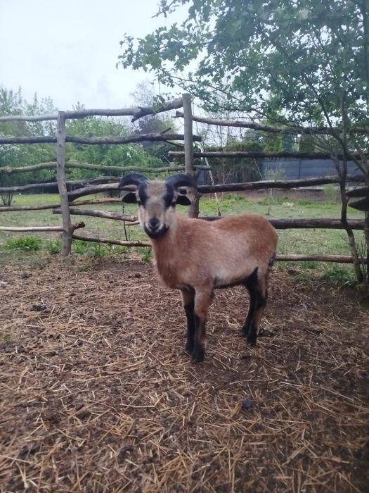 Baranek, owieczki kameruńskie zamienię