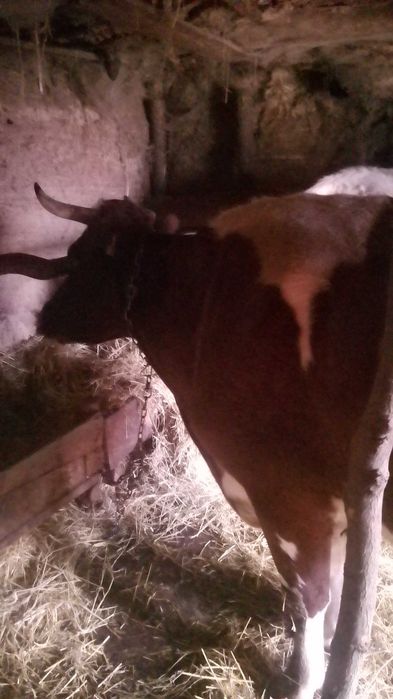 Продам корову на утриманя