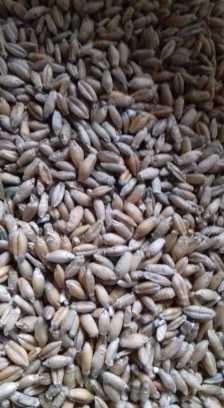 Pszenżyto 2025 poworkowane po 50kg