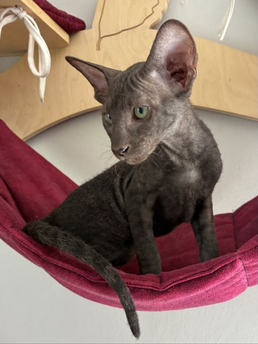 Peterbald sfinks petersburski
