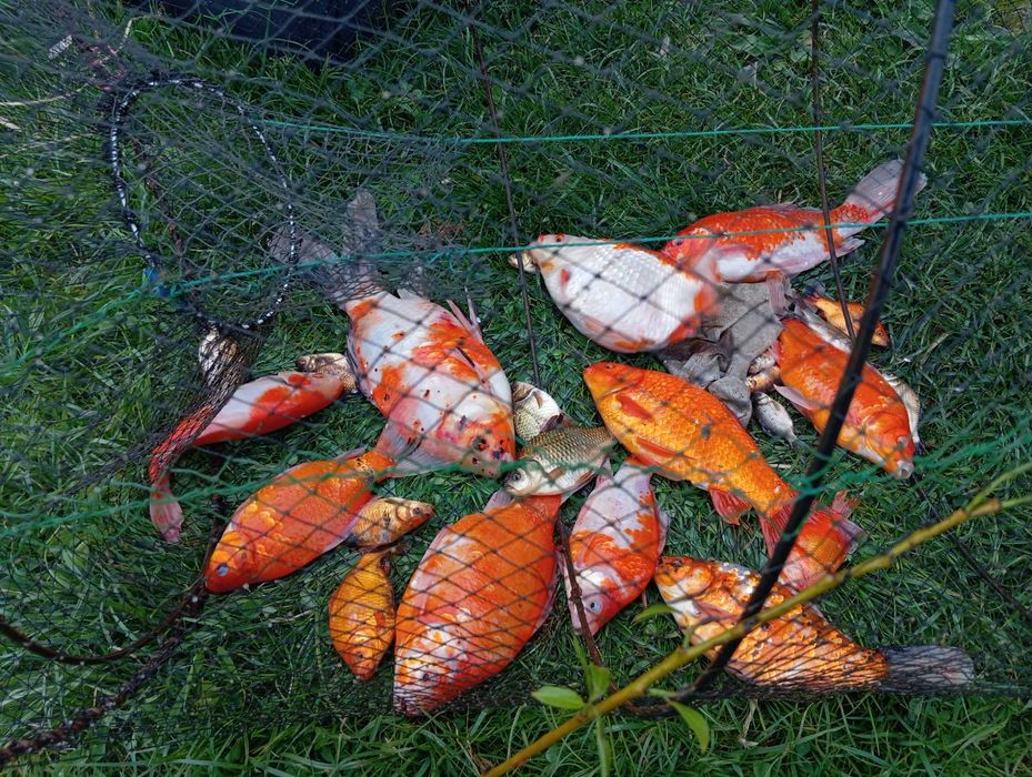Karasie kolorowe koi do stawu oczka karaś kolorowy karp