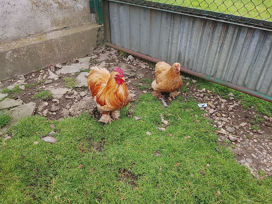 Kura australorp młode