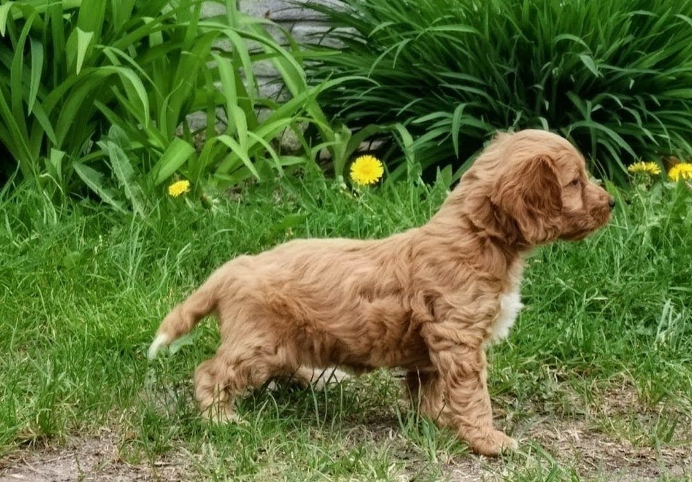 Cockapoo  dziewczyny