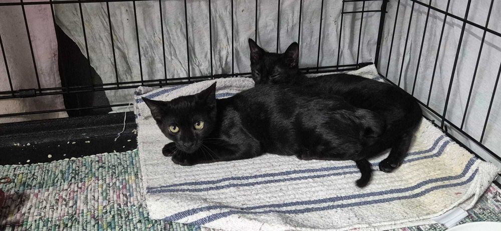 Gatos bebés para adoção consciente