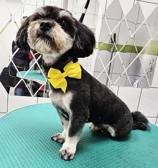 Strzyżenie psów i kotów. Groomer Częstochowa.