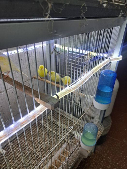 Canários e canarias