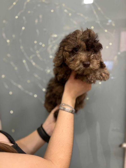 Мимішний пупсель -  той пудель мерле