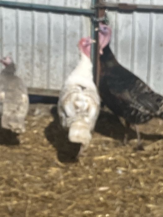 Минулррічний індик