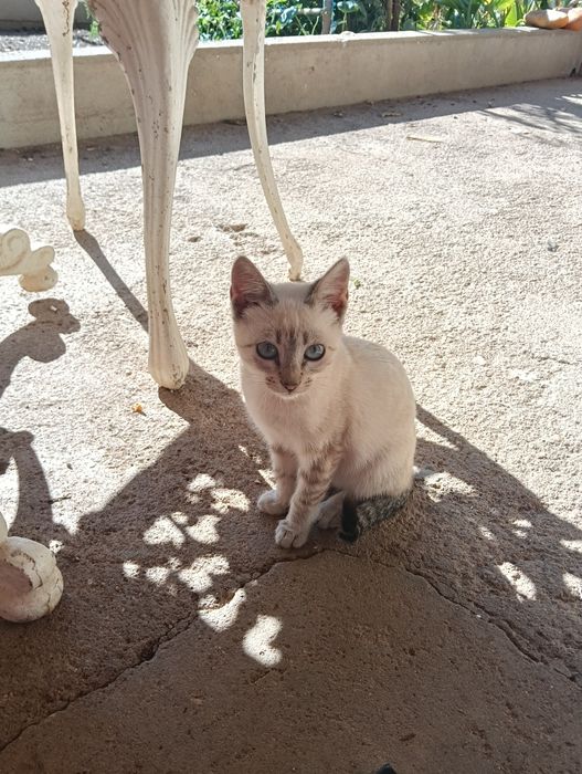 Dou gatinha com 4 mesinhos