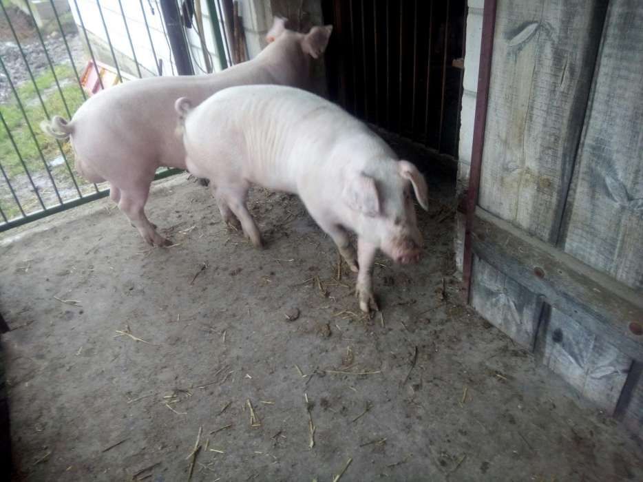 Knurek, knur, knurki, knury hodowlane rasy pbz polska biała zwisłouch