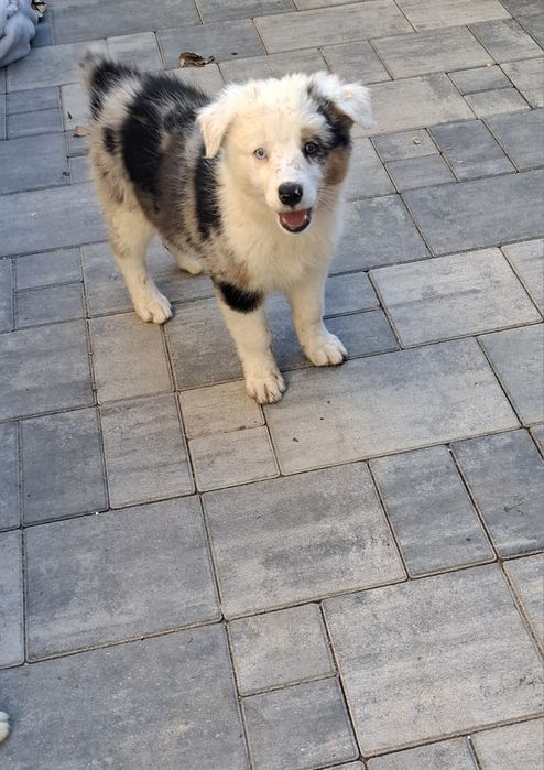 Bella suczka Border Collie