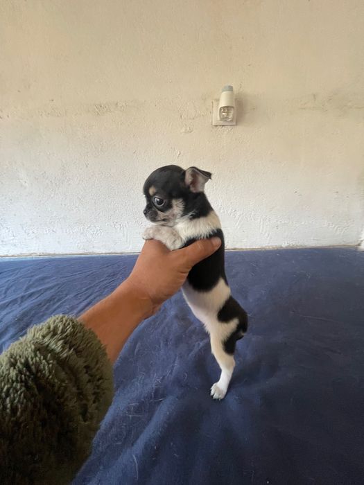 menina com   lop e afixo