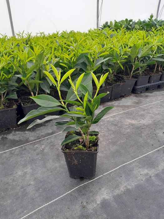 Laurowiśnia wschodnia! Sadzimy! 200 cm! Dowozimy! Novita! Caucasica!