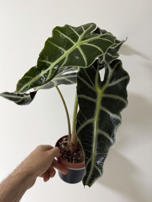 Alocasia amazonica