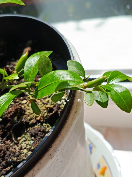 Помелло Свити и др. цитрусовые