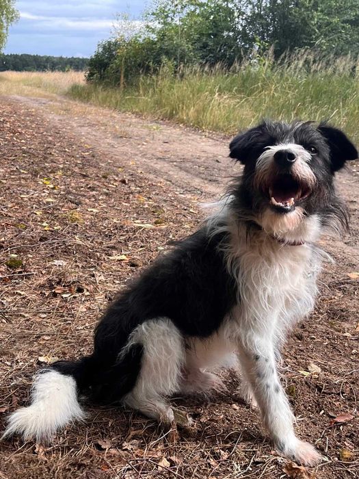 terier mix COCO  waga 12 kg schronisko w lututowie myśliwym dziekujemy