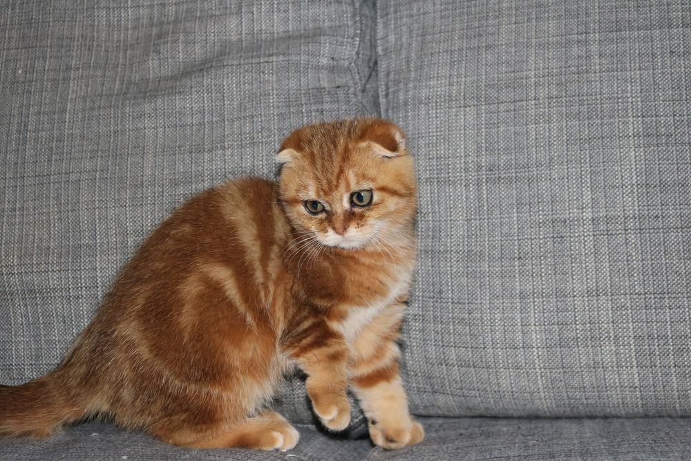 Gatinha femea  scottish fold golden