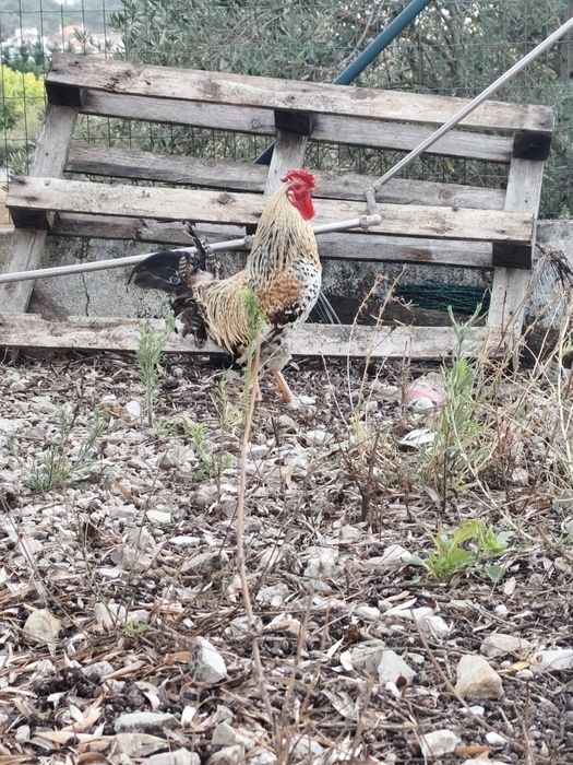 Galos e Galinhas Cocós de Várias Idades