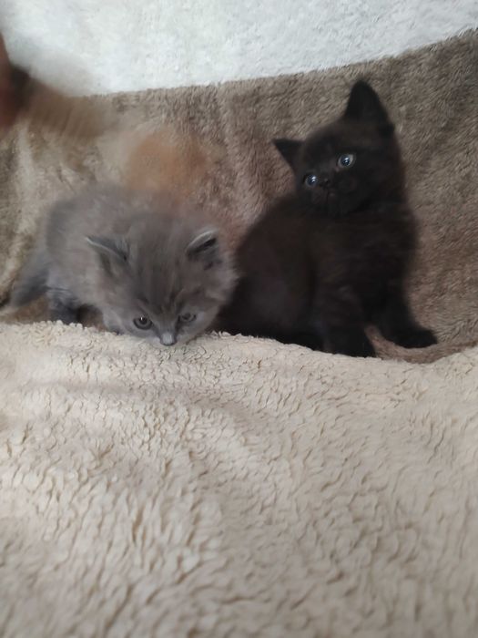 Котята шотландские, плюшевые