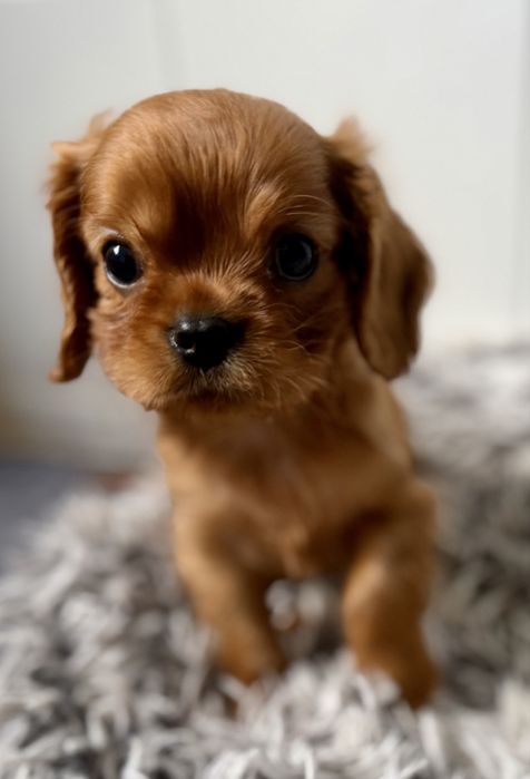 Cavalier King Charles Spaniel