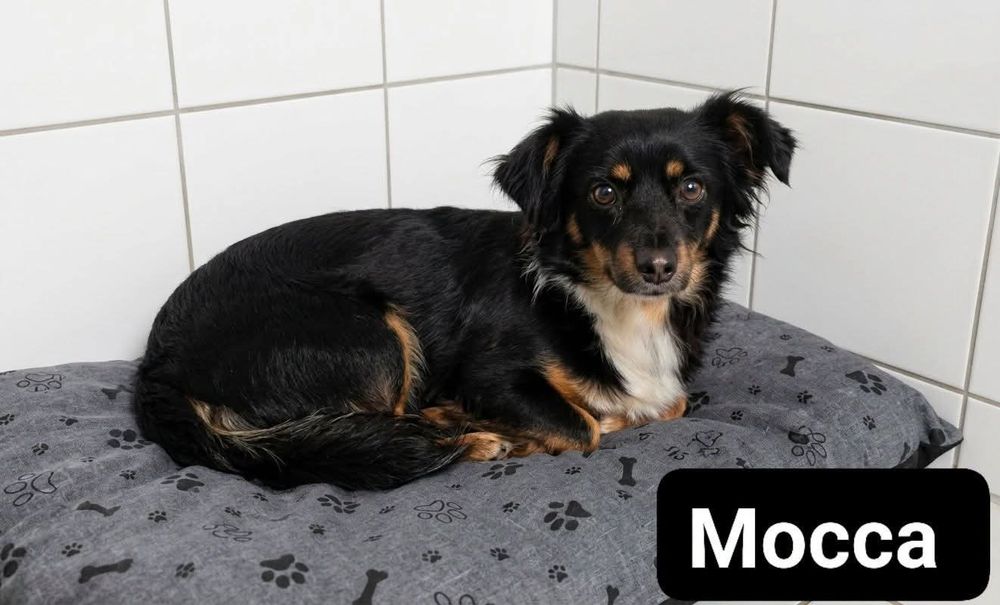 Maleńka Mocca do adopcji