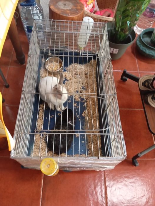 Coelhos Anões Preto e Branco