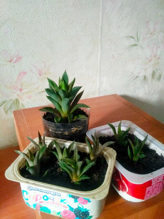 Растения для хлорариума, мини-садика