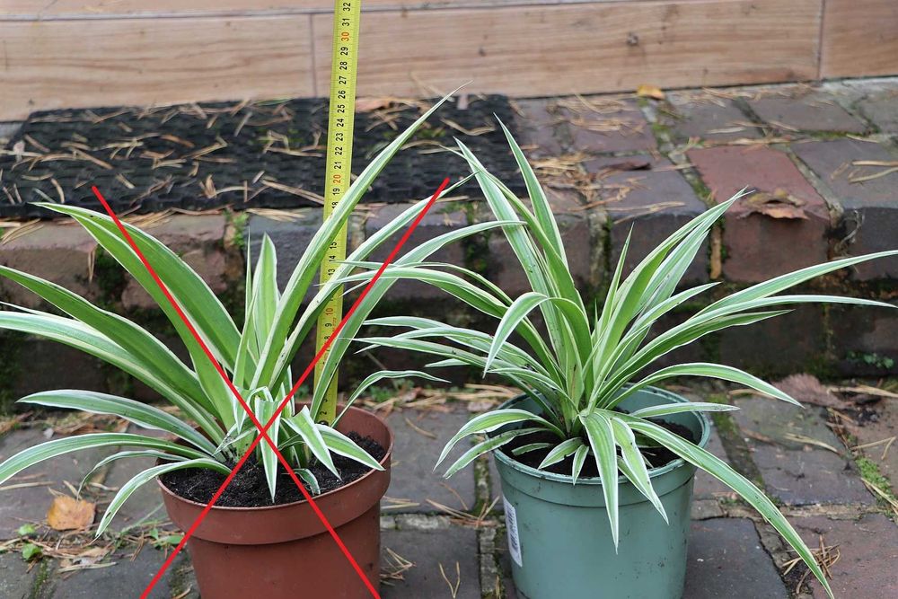 Zielistka 'ATLANTIC' (jedna sztuka)