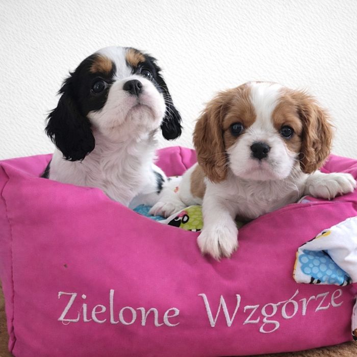 Cavalier suczka wychowana przez behawioryste.