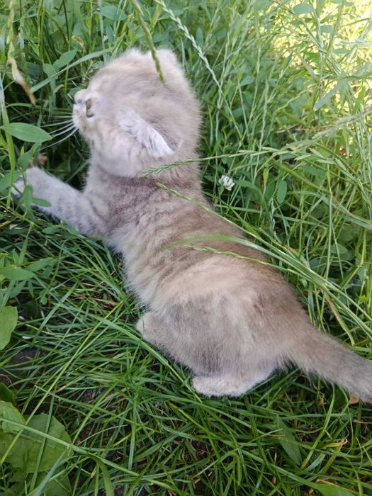 кошення дівчинка 2 місяці