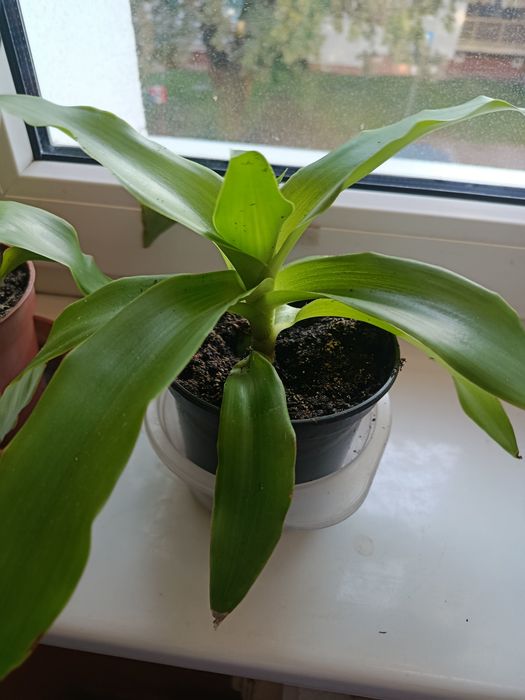Callisia fragrans  złoty wąs