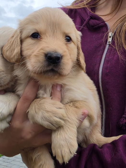 Golden Retriever-hodowla domowa
