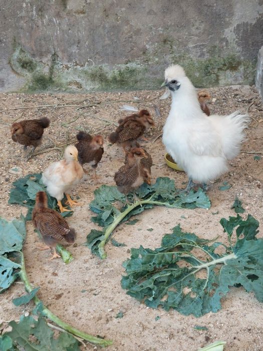 Pintos e Frangos Orpington Perdiz