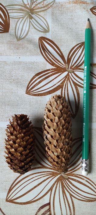 Sprzedam szyszki mix lub nie.