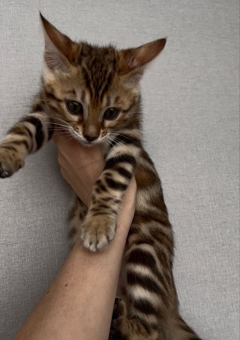 Бенгальчики хлопчики і дівчатка