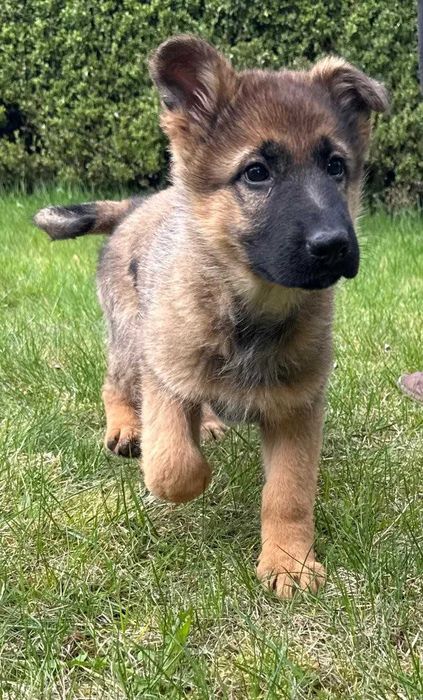 Śliczna Suczka Owczarka Niemieckiego Hodowla KOSMA FCI