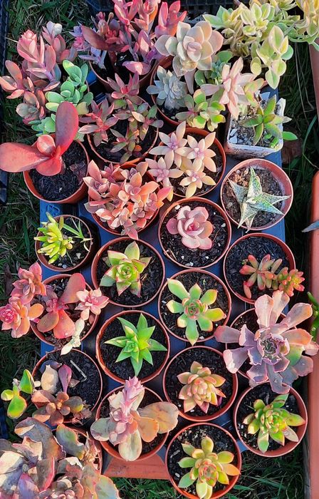 VASOS Suculentas reprodução caseira adaptadas ao tempo.