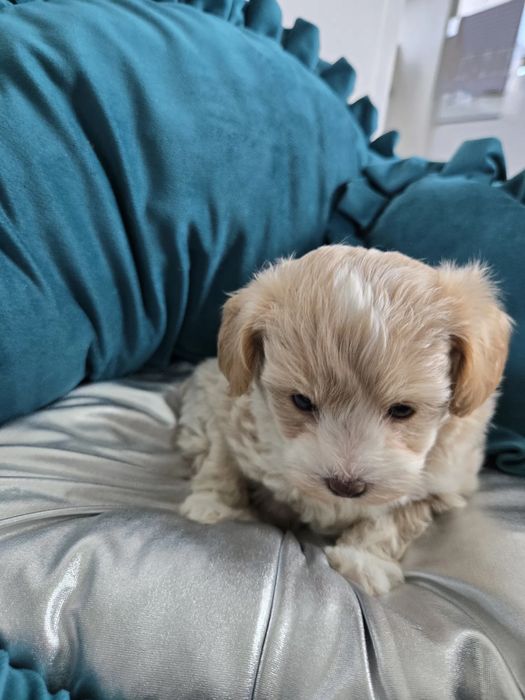 Самый милый щенок Мальтипу, есть прививки и паспорт