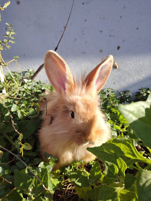 Coelhos leões  Leonardo