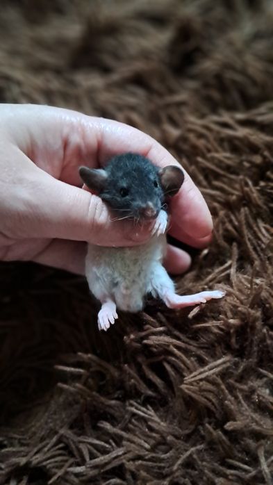 Пацюки кучеряві дамбо  рекс.