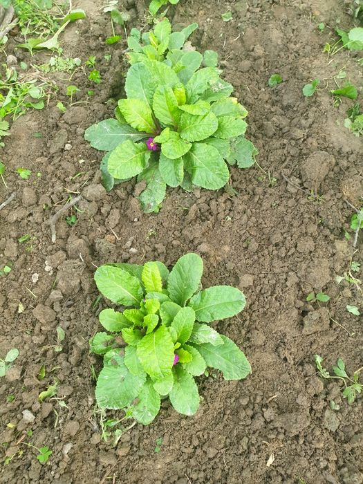 Pierwiosnek cztery duże sadzonki