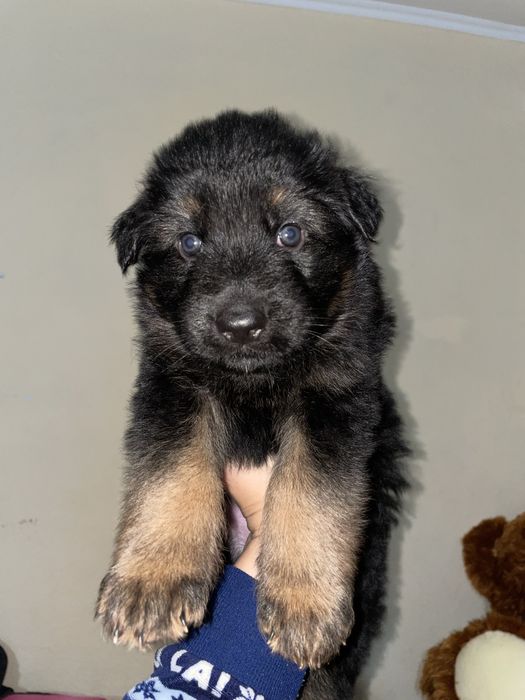 Цуценя Вівчарки Чистокровні