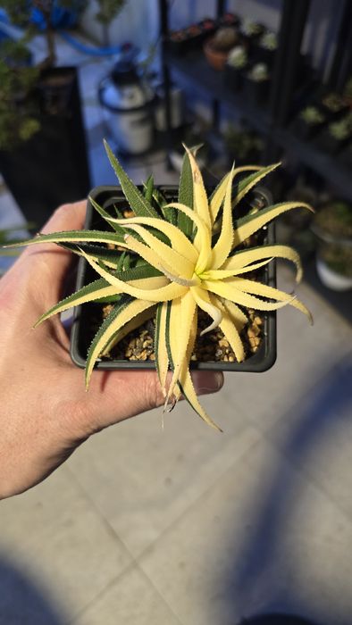Haworthia attenuata variegata